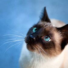 автор Воробьёва Н.В