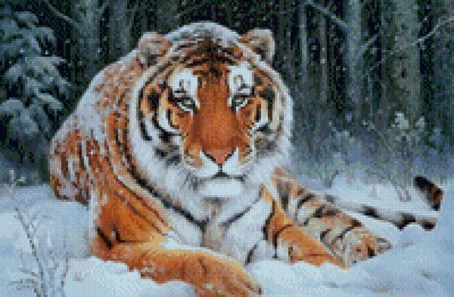 Тигр в снегу - предпросмотр
