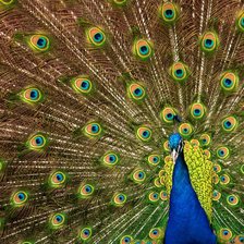 Схема вышивки «Павлин»