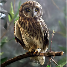 Схема вышивки «сова»