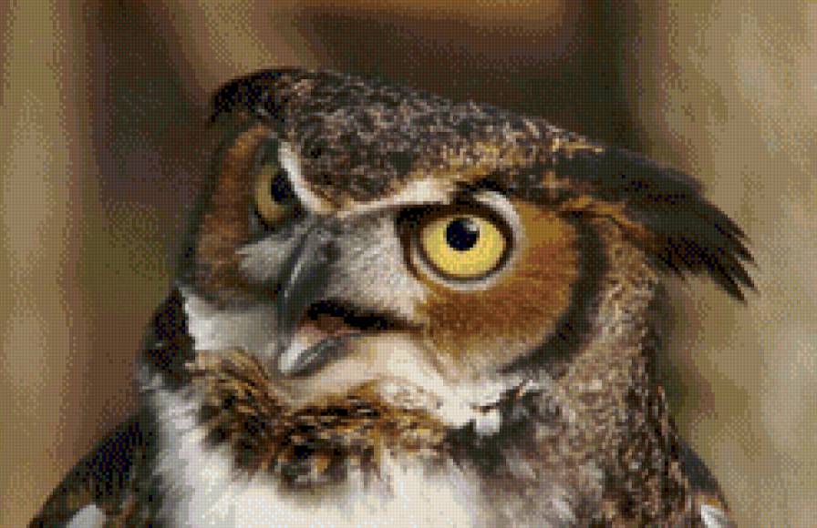 совы - сова, птицы - предпросмотр