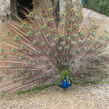 Схема вышивки «Жар птица»