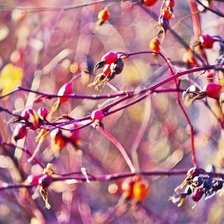 Схема вышивки «Листья»