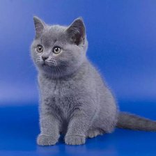 Схема вышивки «котенок»