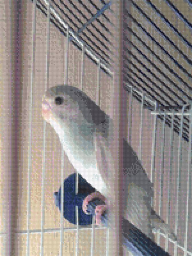 Моя Птичка Асечка - попугай., в клетке, птичка, волнистик, вечер - предпросмотр