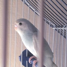 Схема вышивки «Моя Птичка Асечка»