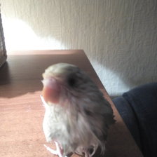 Схема вышивки «Мокрая куропатка»