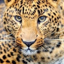 Схема вышивки «леопард»