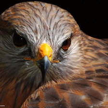 Схема вышивки «Красавчик»