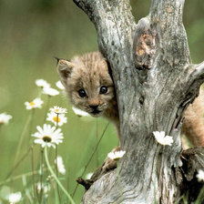 Схема вышивки «Мася»