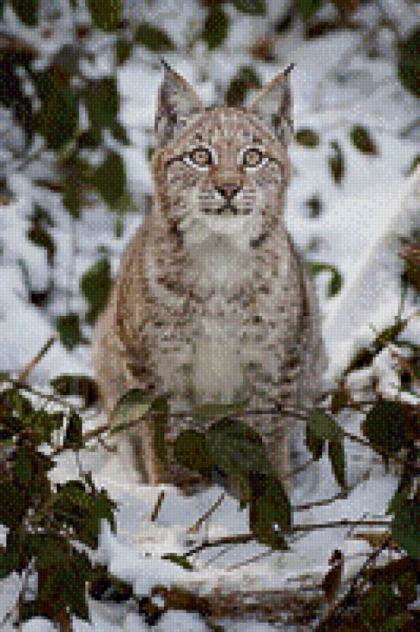 Животные - рысь - предпросмотр