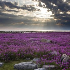 Схема вышивки «Лучи»