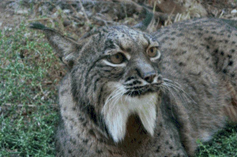 Хищник - животное - предпросмотр