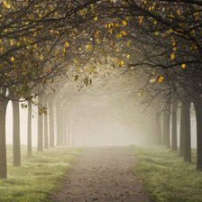 Дорога среди деревьев