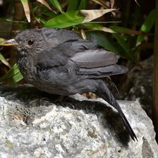 Схема вышивки «Птичка»