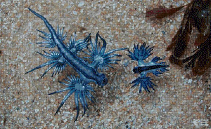 Морской моллюск - песок, море - предпросмотр