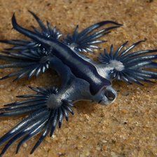 Схема вышивки «Морской моллюск»