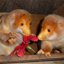 Пятнистый кускус