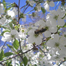 Схема вышивки «цвіт вишні»