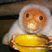 Схема вышивки «Пятнистый кускус»