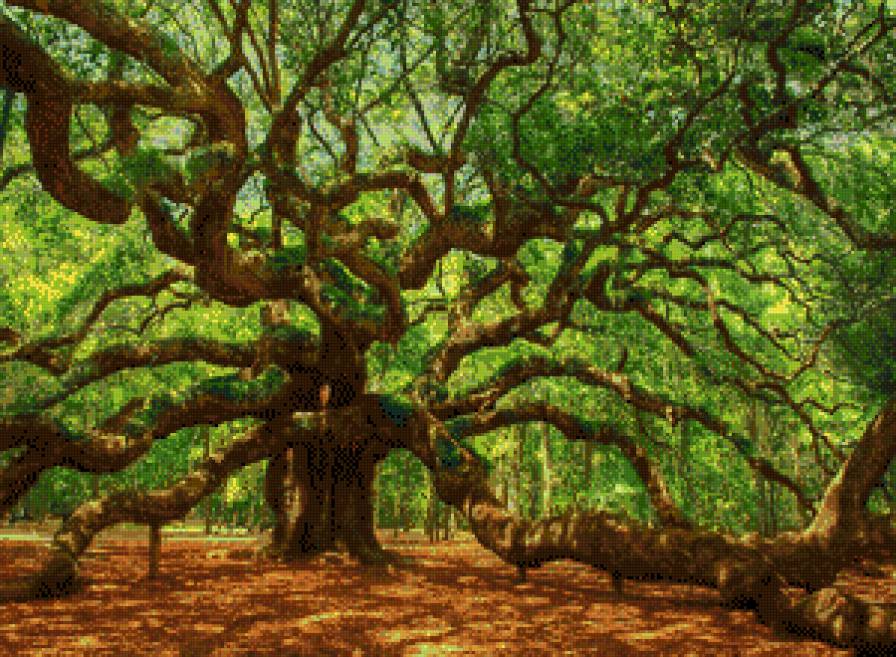 Дуб Ангела - лес, дерево - предпросмотр