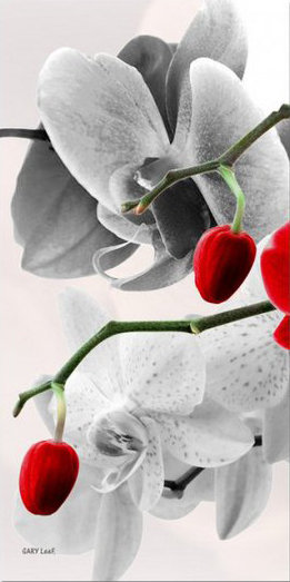 триптих орхидея левый - орхидея, триптих - оригинал