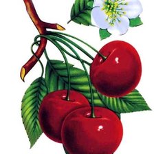 Схема вышивки «вишни на ветке»