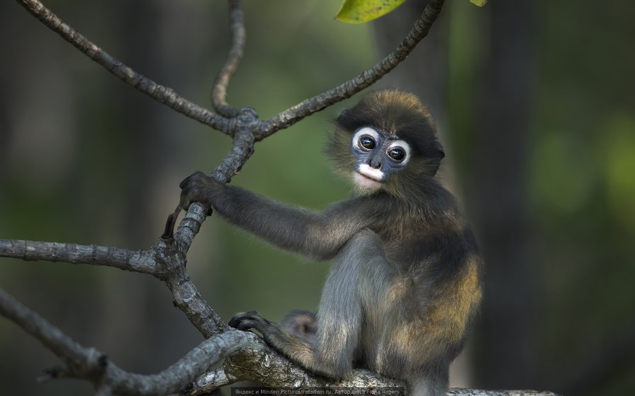 символ 2016 - оригинал