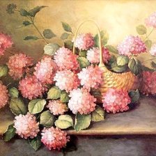 Розовая гортензия