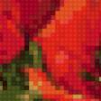 Предпросмотр схемы вышивки «маки» (№1091124)