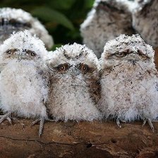 Схема вышивки «Дымчатый лягушкорот»