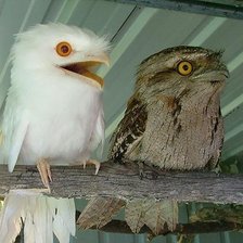 Схема вышивки «Дымчатый лягушкорот»