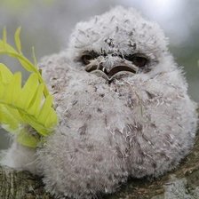 Схема вышивки «Дымчатый лягушкорот»