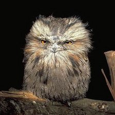 Схема вышивки «Совушка»