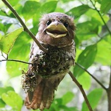 Схема вышивки «Дымчатый лягушкорот»