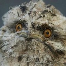 Схема вышивки «Дымчатый лягушкорот»