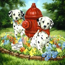 Долматинцы