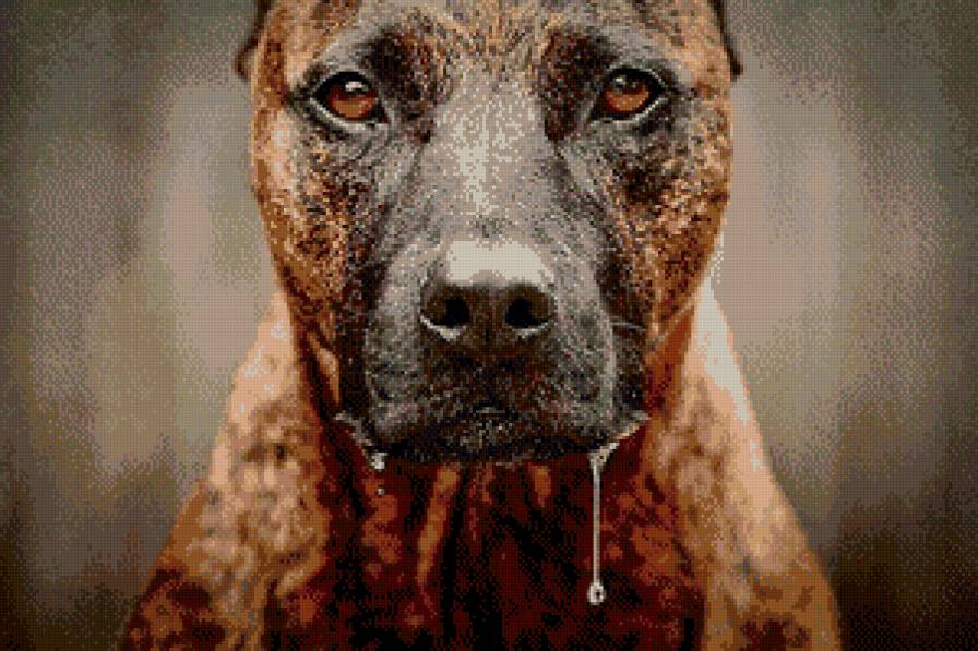 питбультерьер - собака, питбультерьер, питбуль - предпросмотр