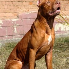 Схема вышивки «питбультерьер»