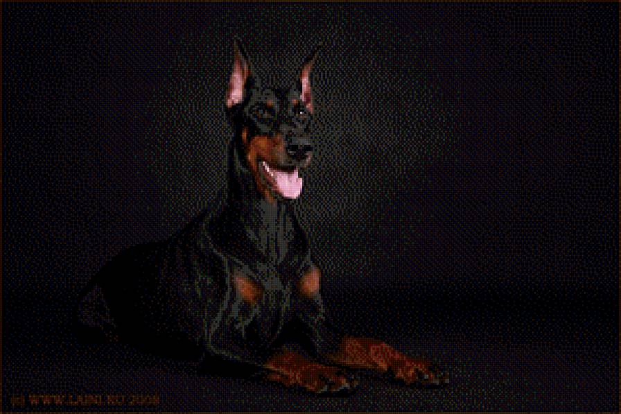 доберман - собака, доберман - предпросмотр