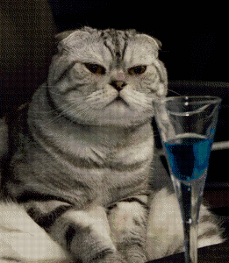 британец - кот, животное, кошка, британская кошка - предпросмотр