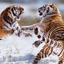 Схема вышивки «амурские тигры»