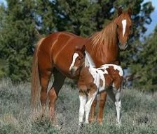 Схема вышивки «лошади»