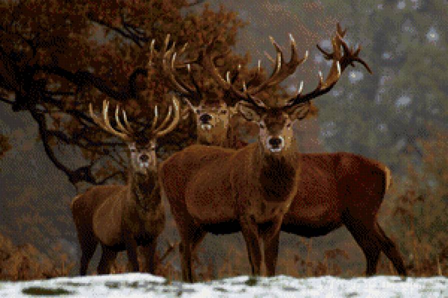 олени - предпросмотр