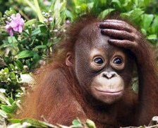 Схема вышивки «обезьянка»