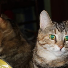 Схема вышивки «Кошка»