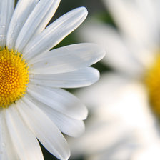 Схема вышивки «ромашки»