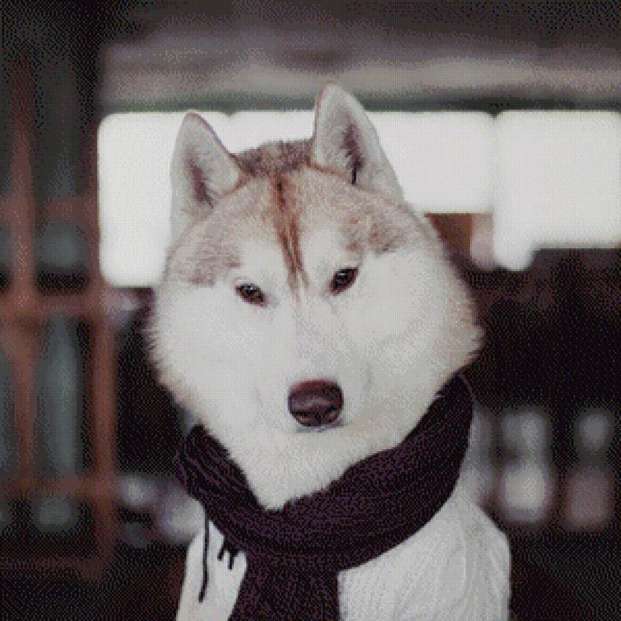 Собачка - животные, домашние животные, собака, песик, питомцы, любимые дру - предпросмотр