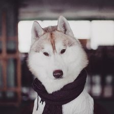 Схема вышивки «Собачка»