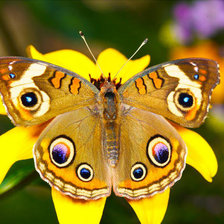 Схема вышивки «бабочка»
